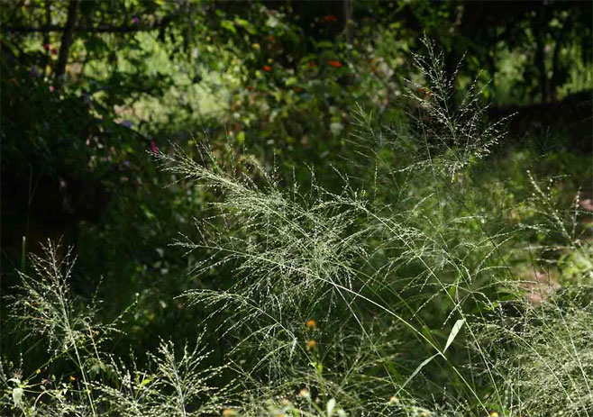 Panicum maximum 