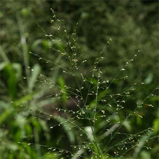 Panicum maximum 