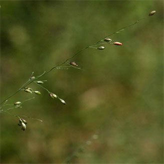 Panicum maximum 