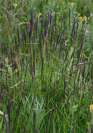 Sacciolepis typhura