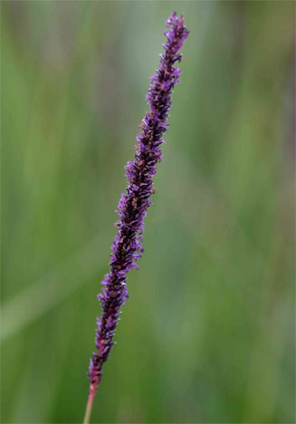 Sacciolepis typhura
