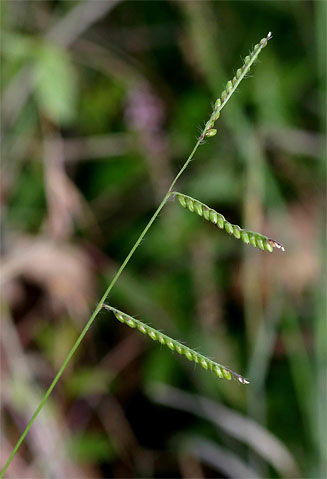 Brachiaria brizantha