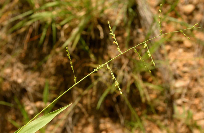 Brachiaria deflexa