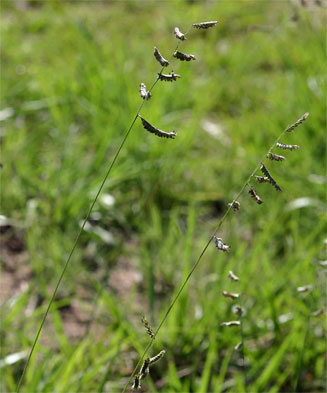 Brachiaria nigropedata  
