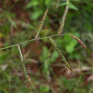 Urochloa mosambicensis (Bushveld signal grass)