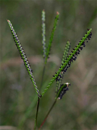 Paspalum notatum 