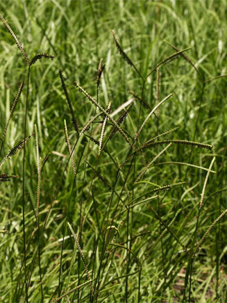 Paspalum notatum 
