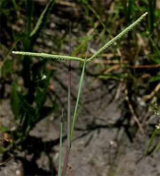 Paspalum scrobiculatum