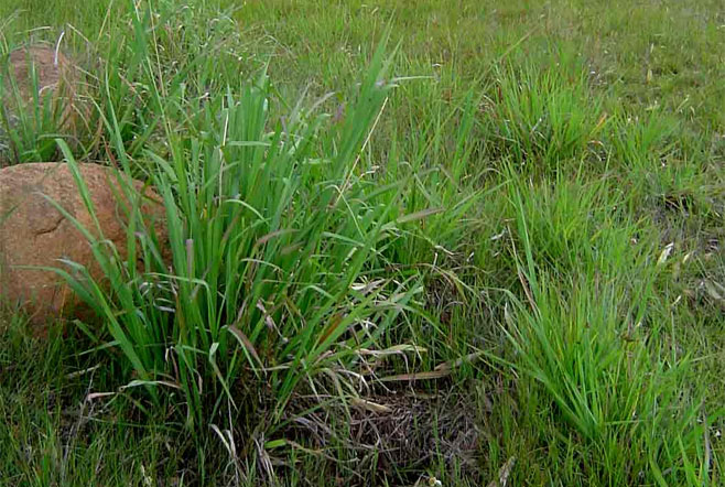 Paspalum urvillei 