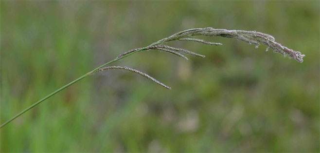 Paspalum urvillei 