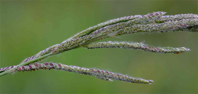 Paspalum urvillei 