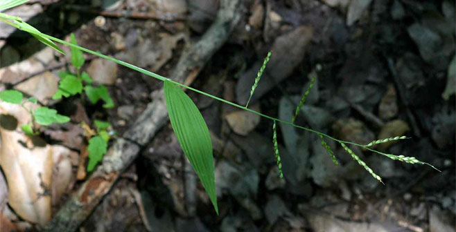 Setaria homonyma