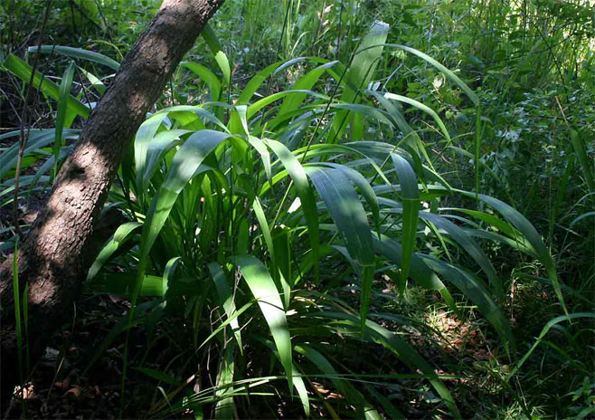 Setaria megaphylla