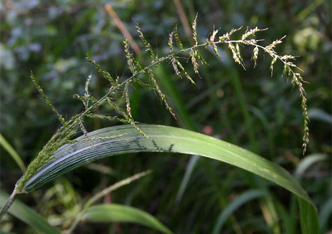 Setaria megaphylla