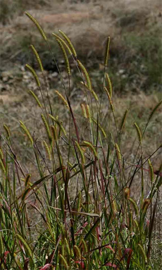 Setaria pumila