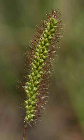 Setaria pumila