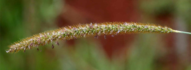 Setaria sphacelata (Common bristle grass)
