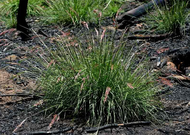 Melinis nerviglumis