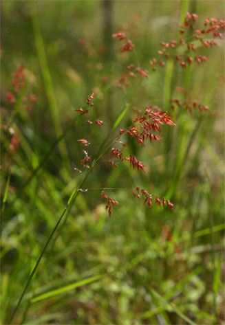 Melinis repens 