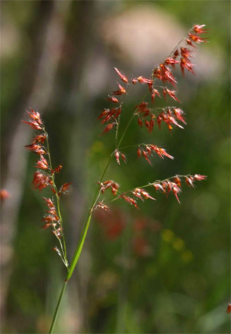 Melinis repens 