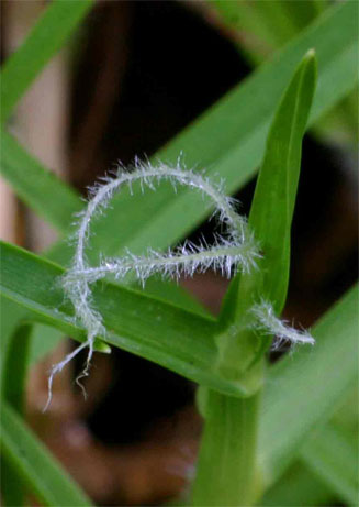 Pennisetum clandestinum (Kikuyu grass)