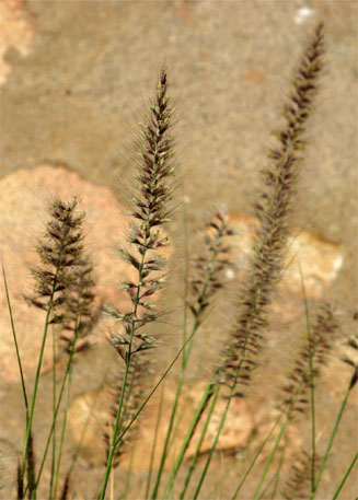 Pennisetum setaceum (Fountain grass, Pronkgras)