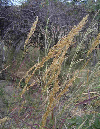 Danthoniopsis pruinosa 