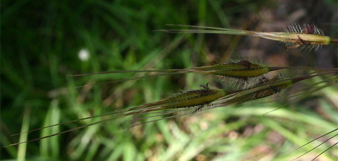 Tristachya nodiglumis 