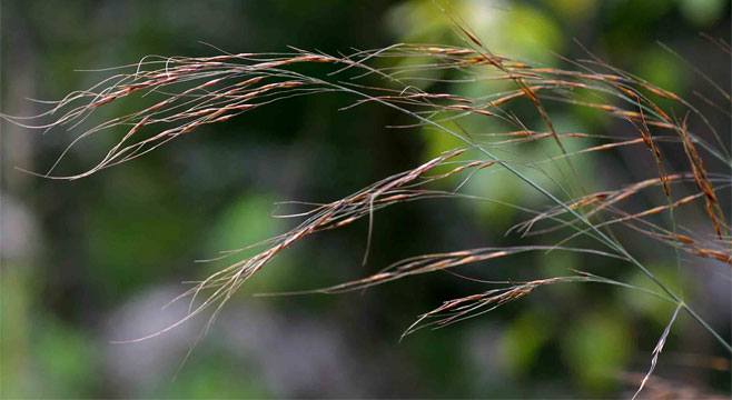 Loudetia simplex