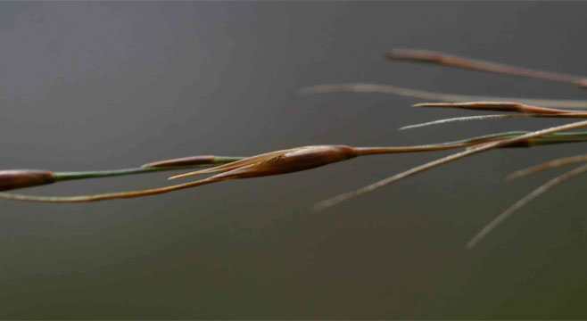 Loudetia simplex