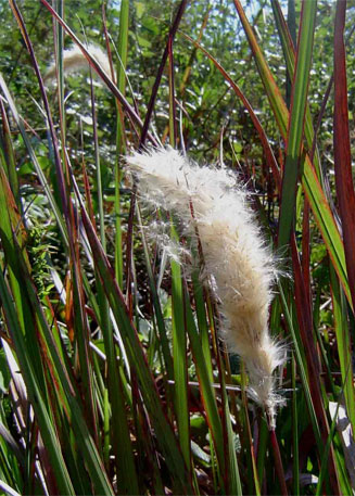 Imperata cylindrica