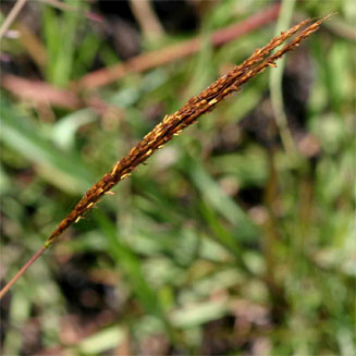 Eulalia aurea