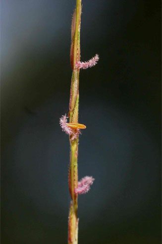 Chrysopogon nigritanus