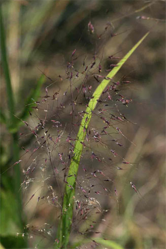 Capillipedium parviflorum