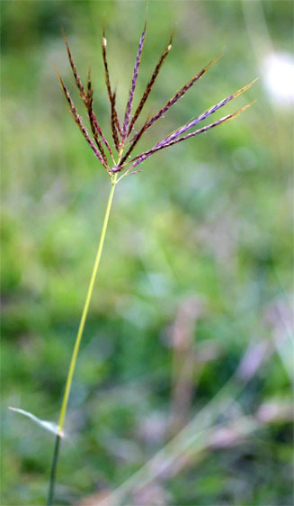 Bothriochloa insculpta