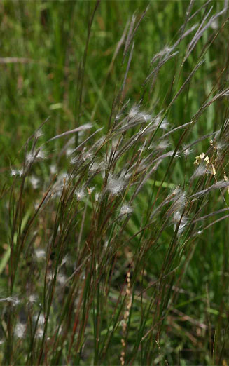 Andropogon eucomus 