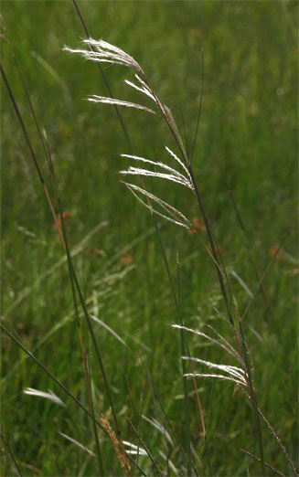 Andropogon eucomus 