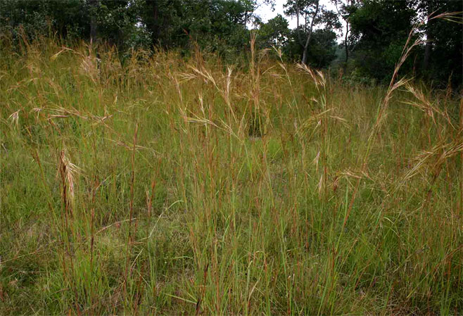Hyperthelia dissoluta