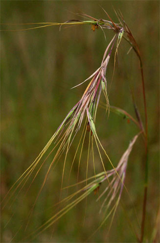 Hyperthelia dissoluta