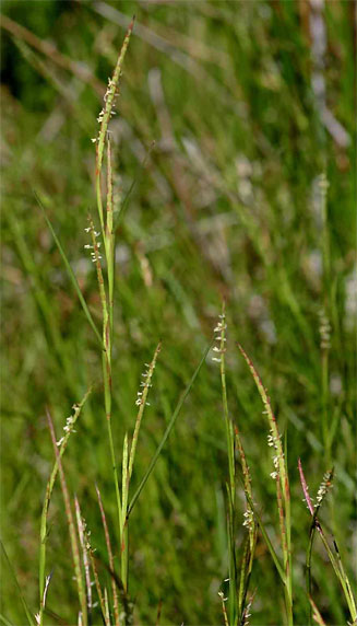 Hemarthria altissima 