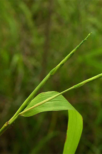 Rottboellia cochinchinensis