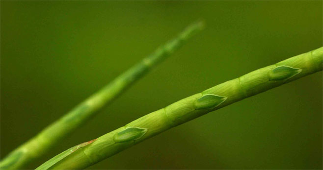 Rottboellia cochinchinensis