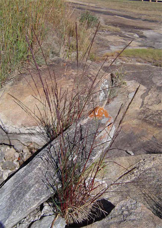 Eragrostis japonica