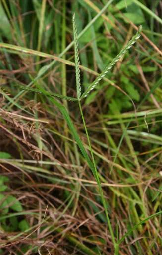 Eleusine coracana (African finger millet, Ragi)