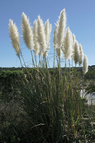 Cortaderia selloana