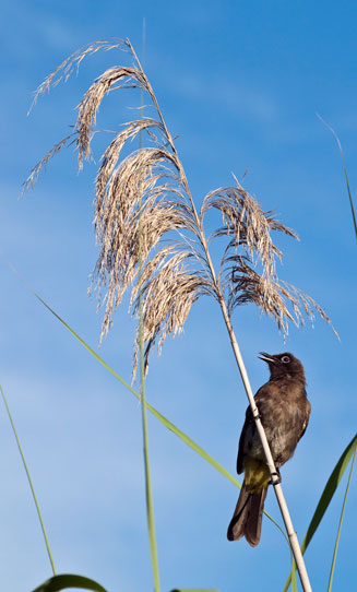 Phragmites australis 