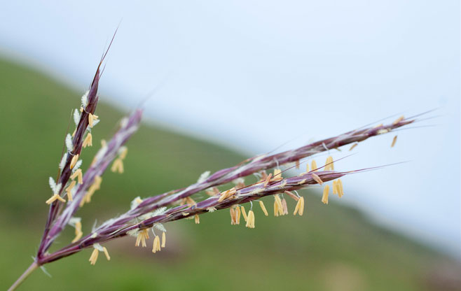 Andropogon appendiculatus