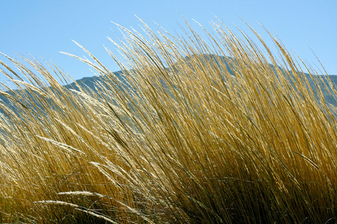 Merxmuellera cincta 