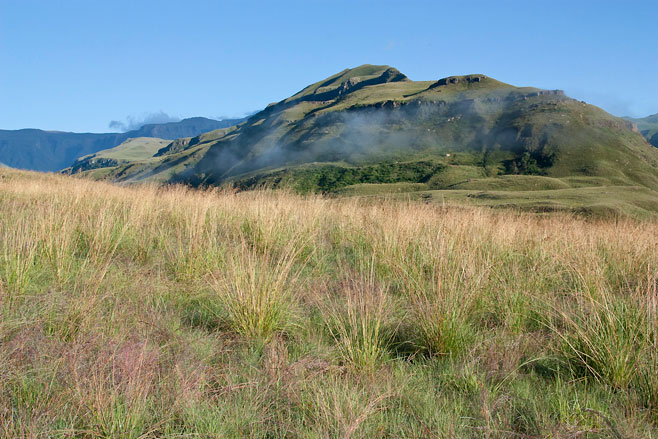 Diheteropogon filifolius