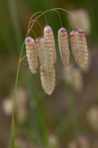 Briza maxima